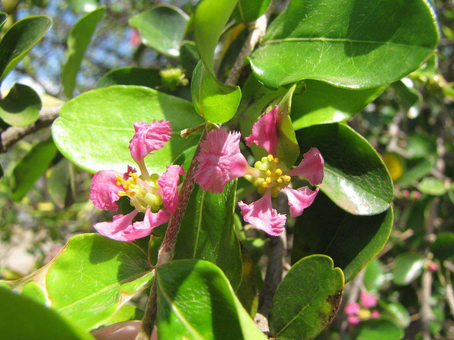 Barbados Cherry Flower