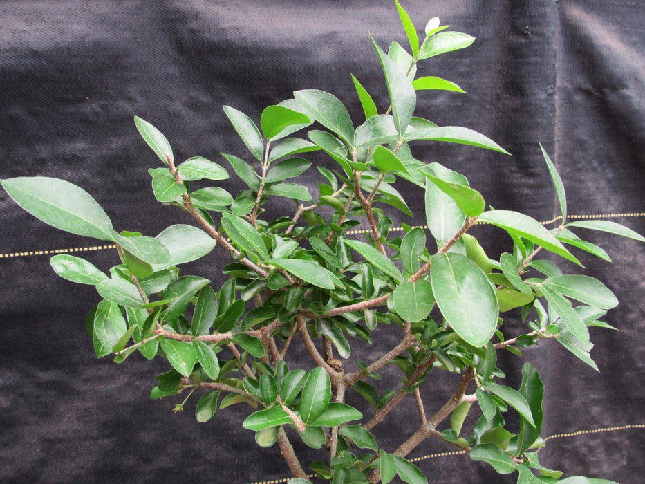 Barbados Cherry Bonsai Tree Foliage