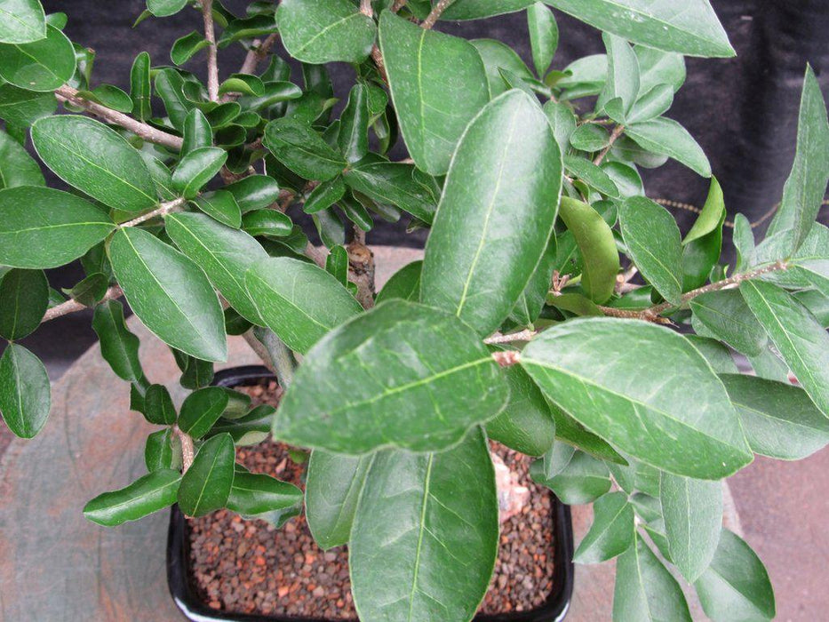 Barbados Cherry Bonsai Tree Leaves