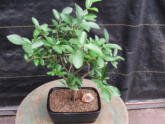 Weeping Barbados Cherry Bonsai Tree – 12 Year Old Indoor Tropical Bonsai