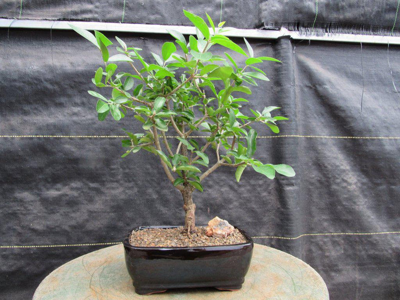 provence lavender plant Lavender, Lavendula angustifolia, Live Plant in 3–4-inch Pot, Provence –  Smoke Camp Crafts main image 0