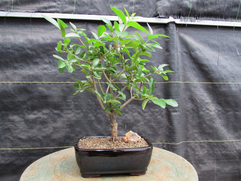 Barbados Cherry Bonsai Tree