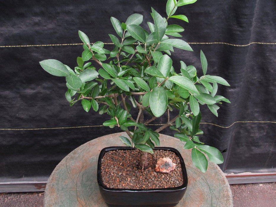 Barbados Cherry Bonsai Tree Profile