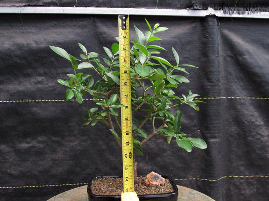 bonsai weeping cherry tree Weeping Barbados Cherry Bonsai Tree