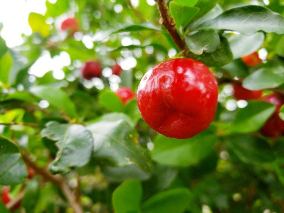 Barbados Acerola Cherry