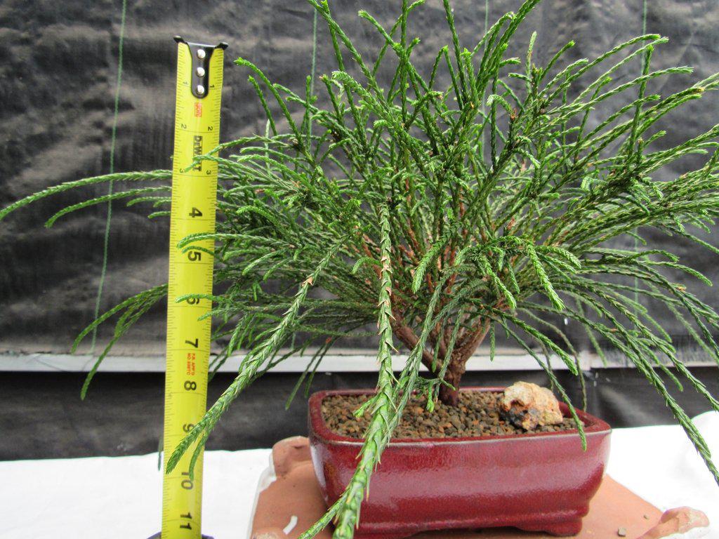 Western Red Cedar Bonsai Tree Height