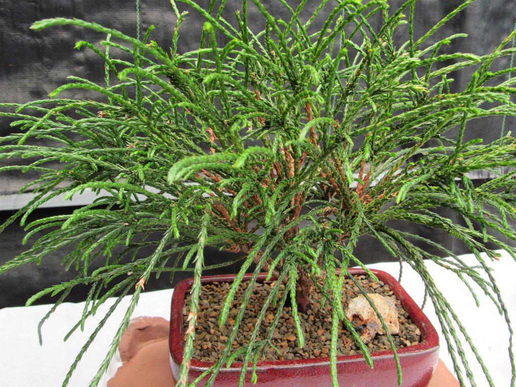 Western Red Cedar Bonsai Tree Canopy