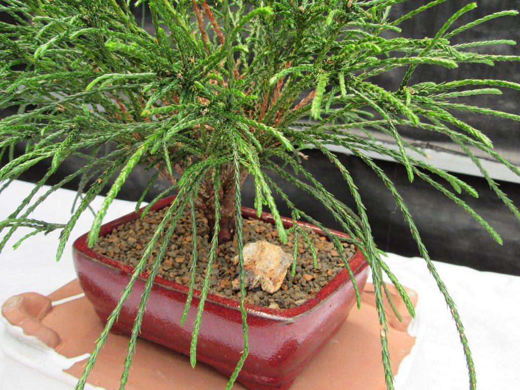 Western Red Cedar Bonsai Tree Side