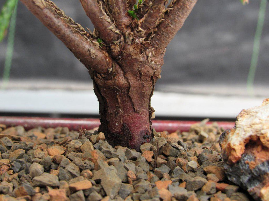 red cedar bonsai tree Western Red Cedar Bonsai Tree