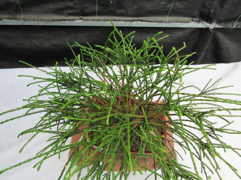 Western Red Cedar Bonsai Tree Top