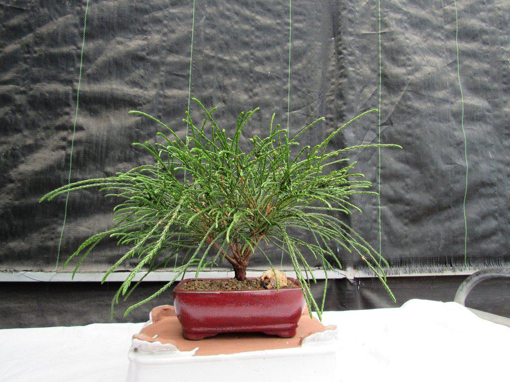 Western Red Cedar Bonsai Tree Front