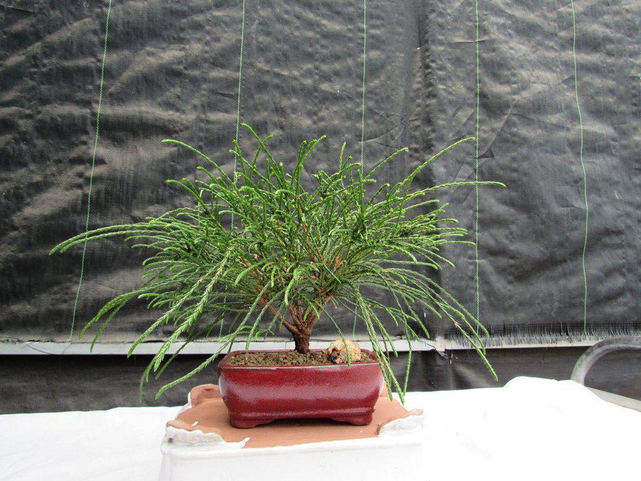Western Red Cedar Bonsai Tree Front