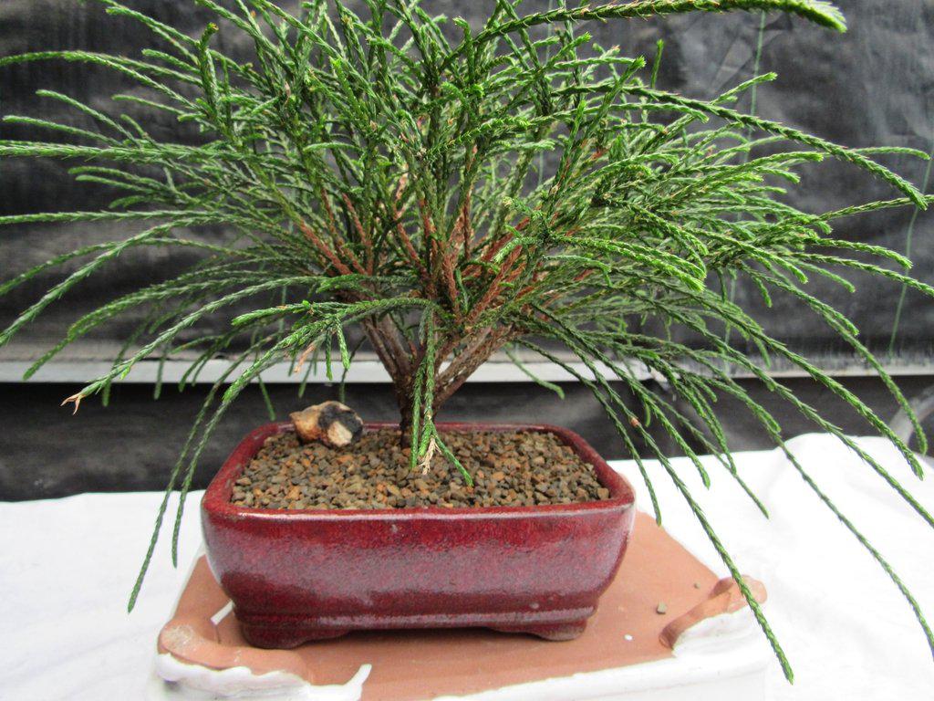 Western Red Cedar Bonsai Tree Back