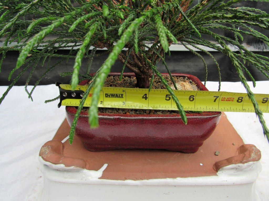 Western Red Cedar Bonsai Tree Size