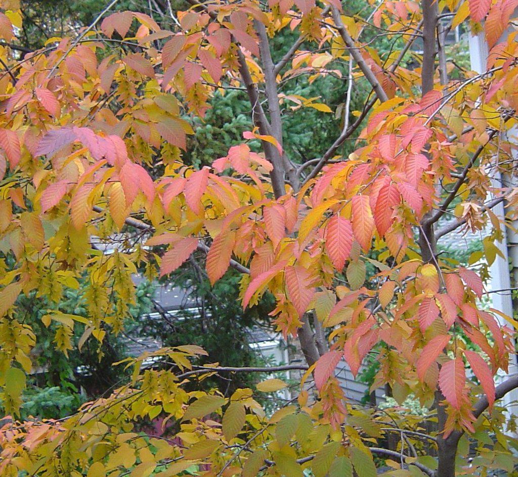 American Hornbeam Fall Foliage