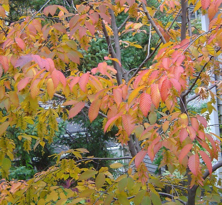 American Hornbeam Fall Foliage