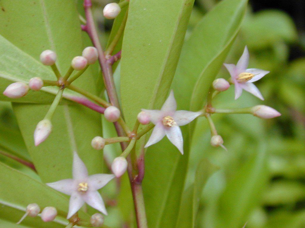 Ardisia Flowers