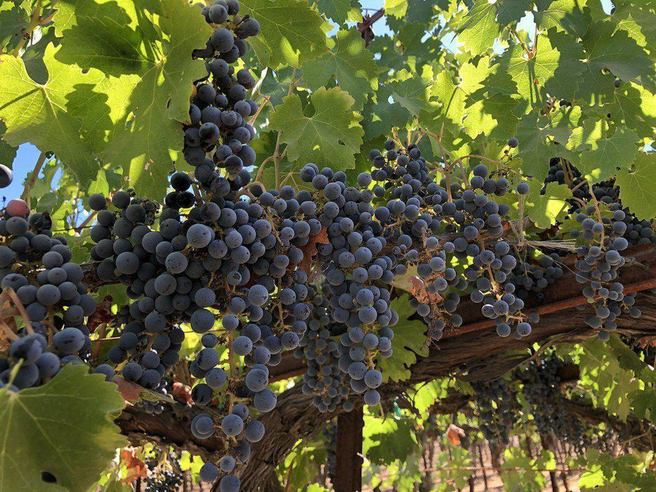 Cabernet Sauvignon Grapes