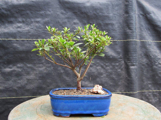 Chojuho Japanese Azalea Bonsai Tree