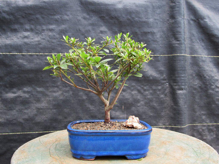 Chojuho Japanese Azalea Bonsai Tree Alt