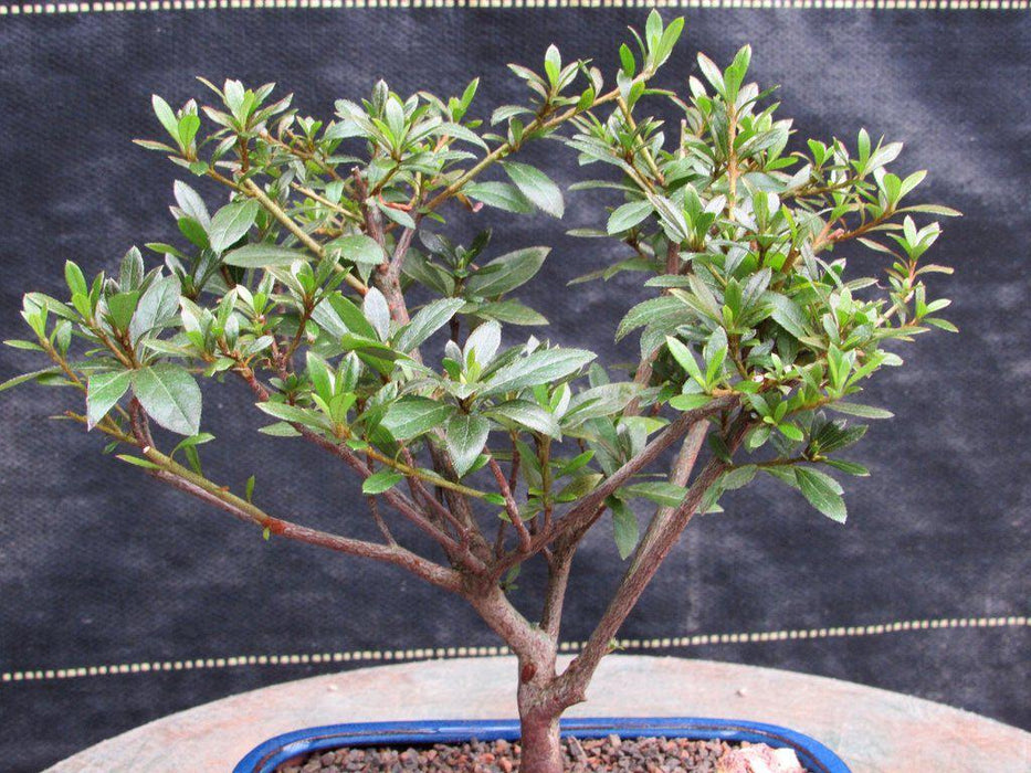 Chojuho Satsuki Azalea Bonsai Tree