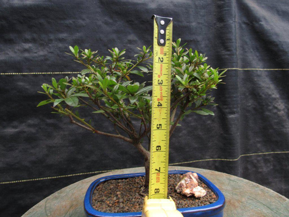 Chojuho Japanese Azalea Bonsai Tree Size