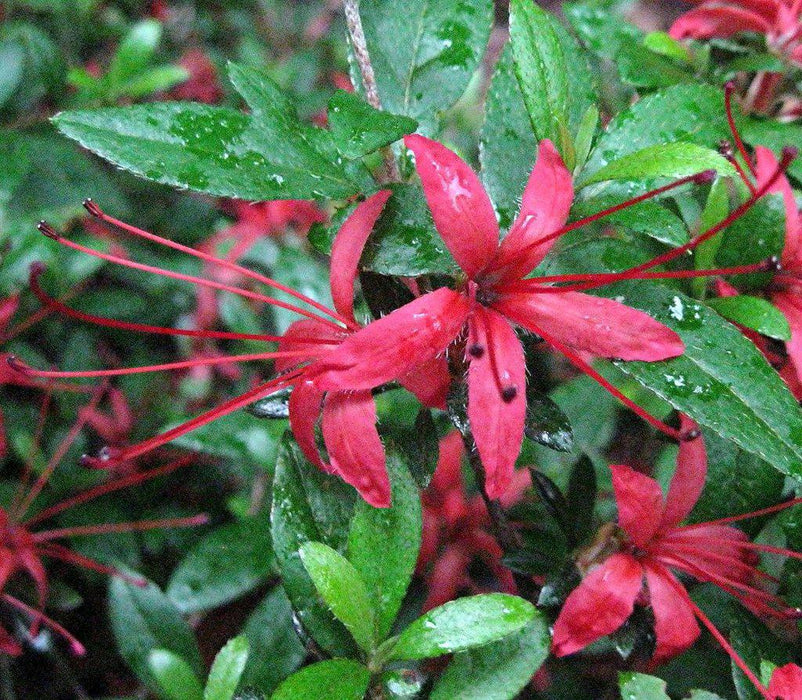 Chojuho Japanese Azalea Flowers