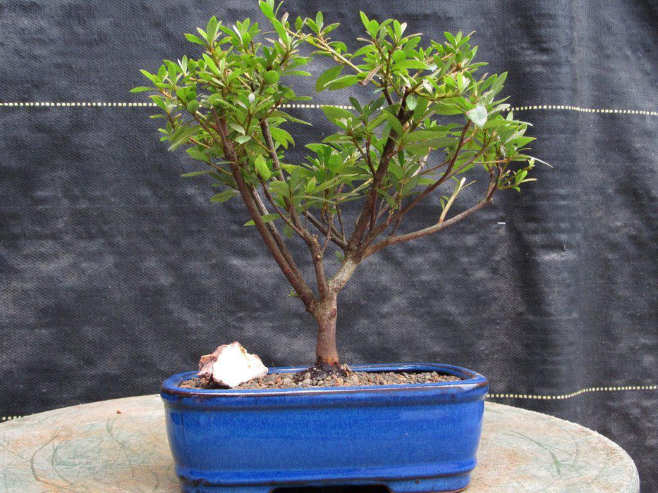 Chojuho Japanese Azalea Bonsai Tree Back