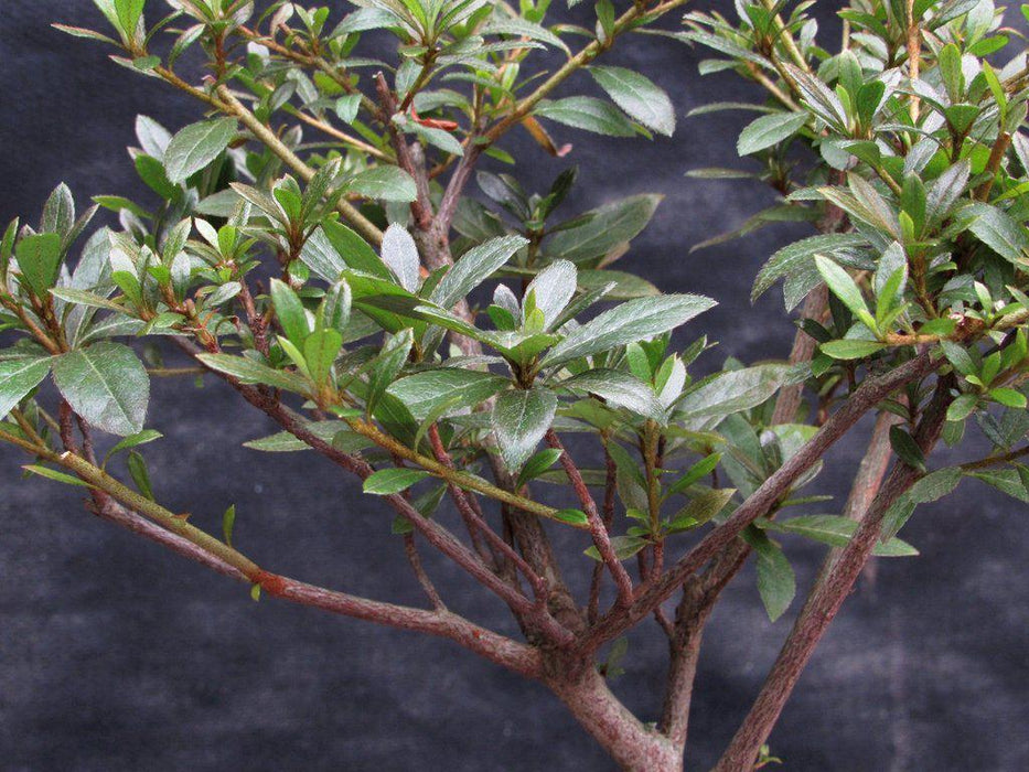 Chojuho Japanese Azalea Bonsai Tree Foliage