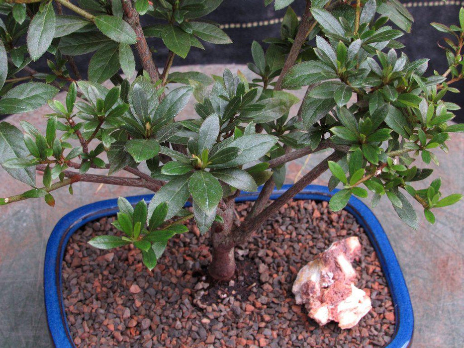 Chojuho Japanese Azalea Bonsai Tree Flowers