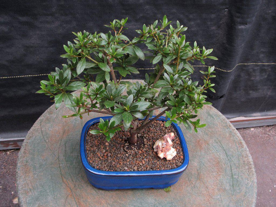 Chojuho Japanese Azalea Bonsai Tree Canopy