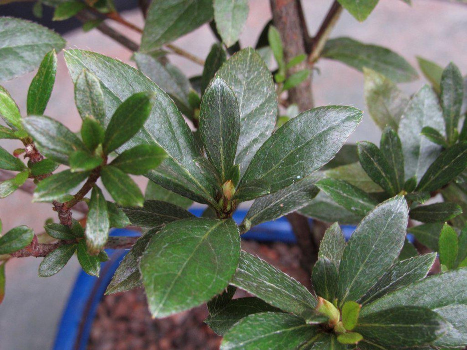 Chojuho Japanese Azalea Bonsai Tree Buds