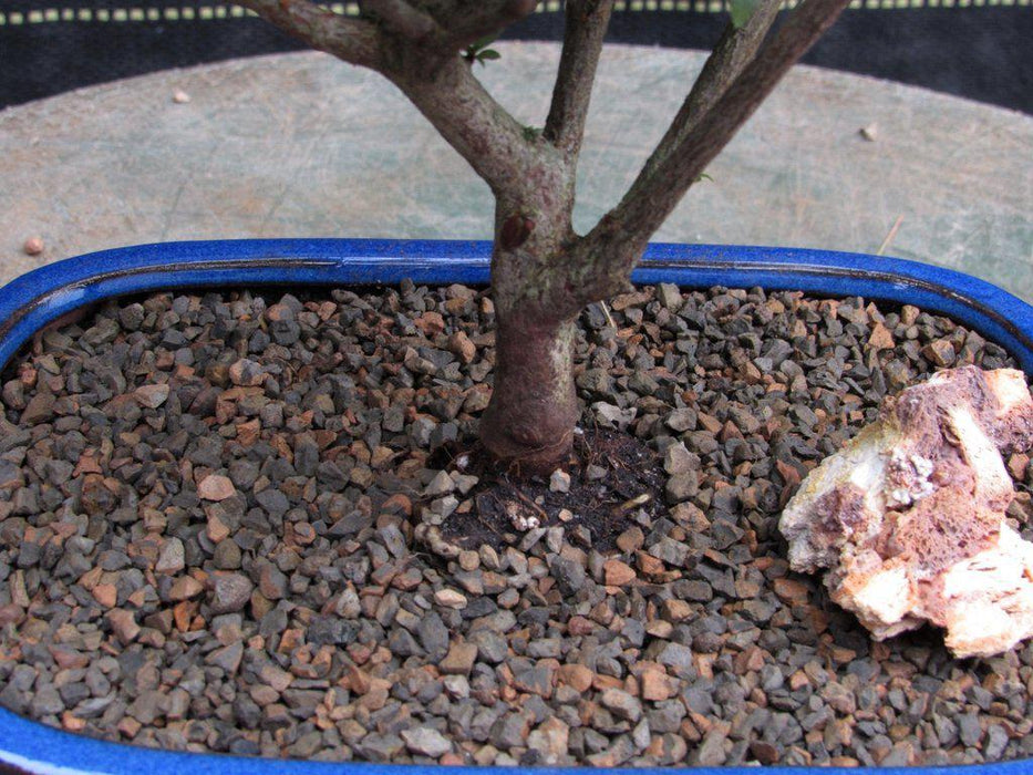 Chojuho Japanese Azalea Bonsai Tree Trunk