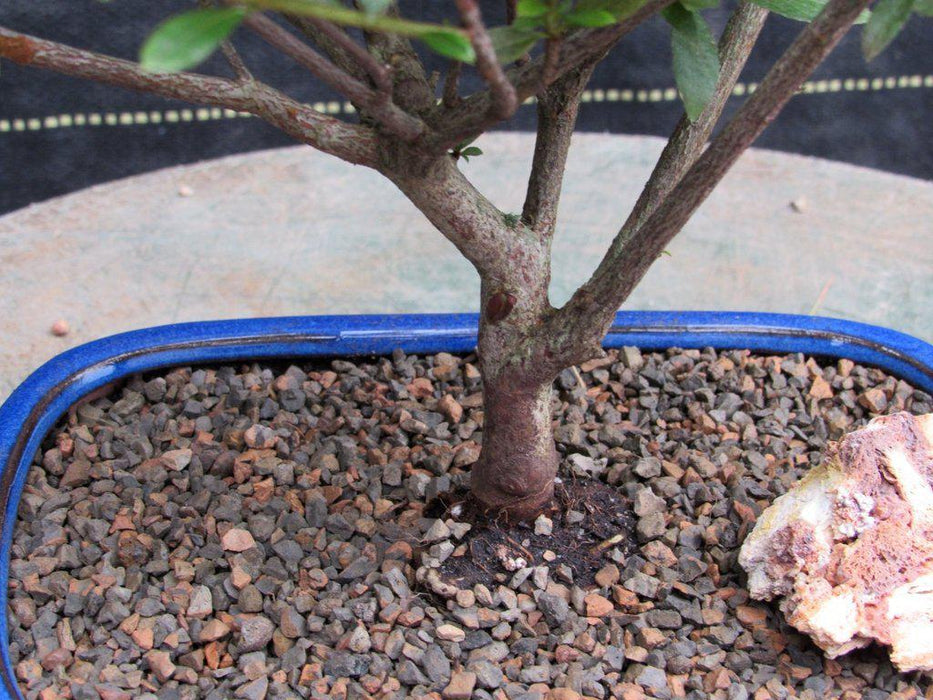 Chojuho Japanese Azalea Bonsai Tree Base