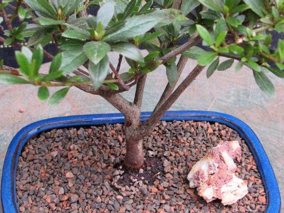 Chojuho Japanese Azalea Bonsai Tree Branches