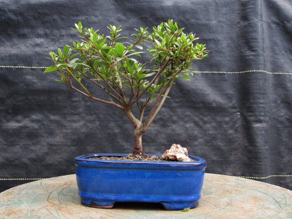 Chojuho Japanese Azalea Bonsai Tree