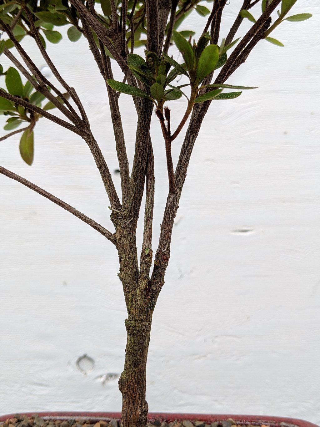 Duc De Rohan Azalea Bonsai Tree Trunk