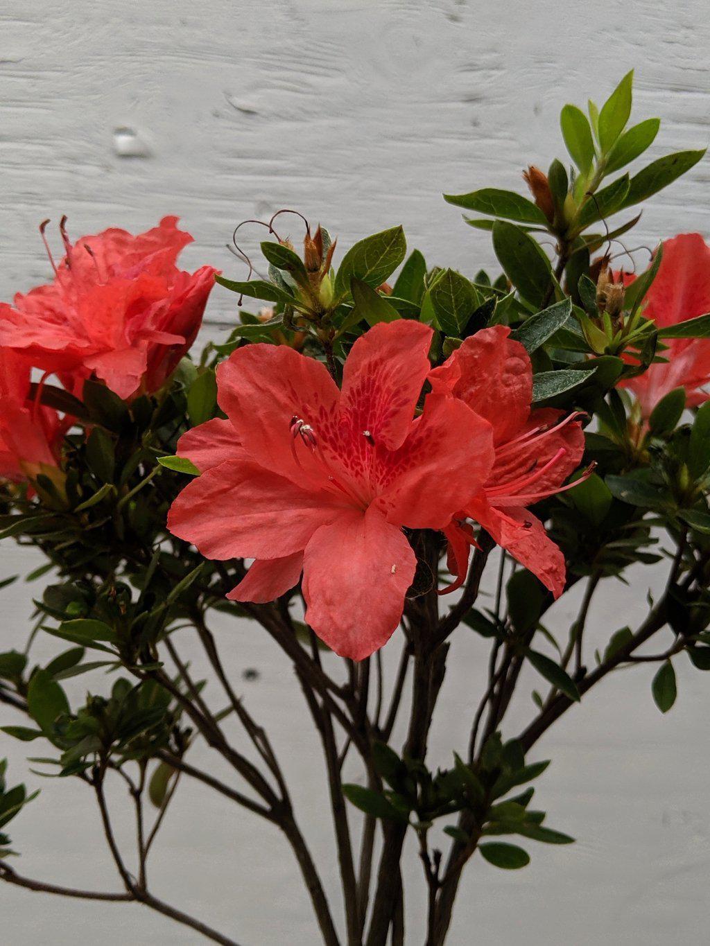 Duc De Rohan Azalea Bonsai Tree Flowers