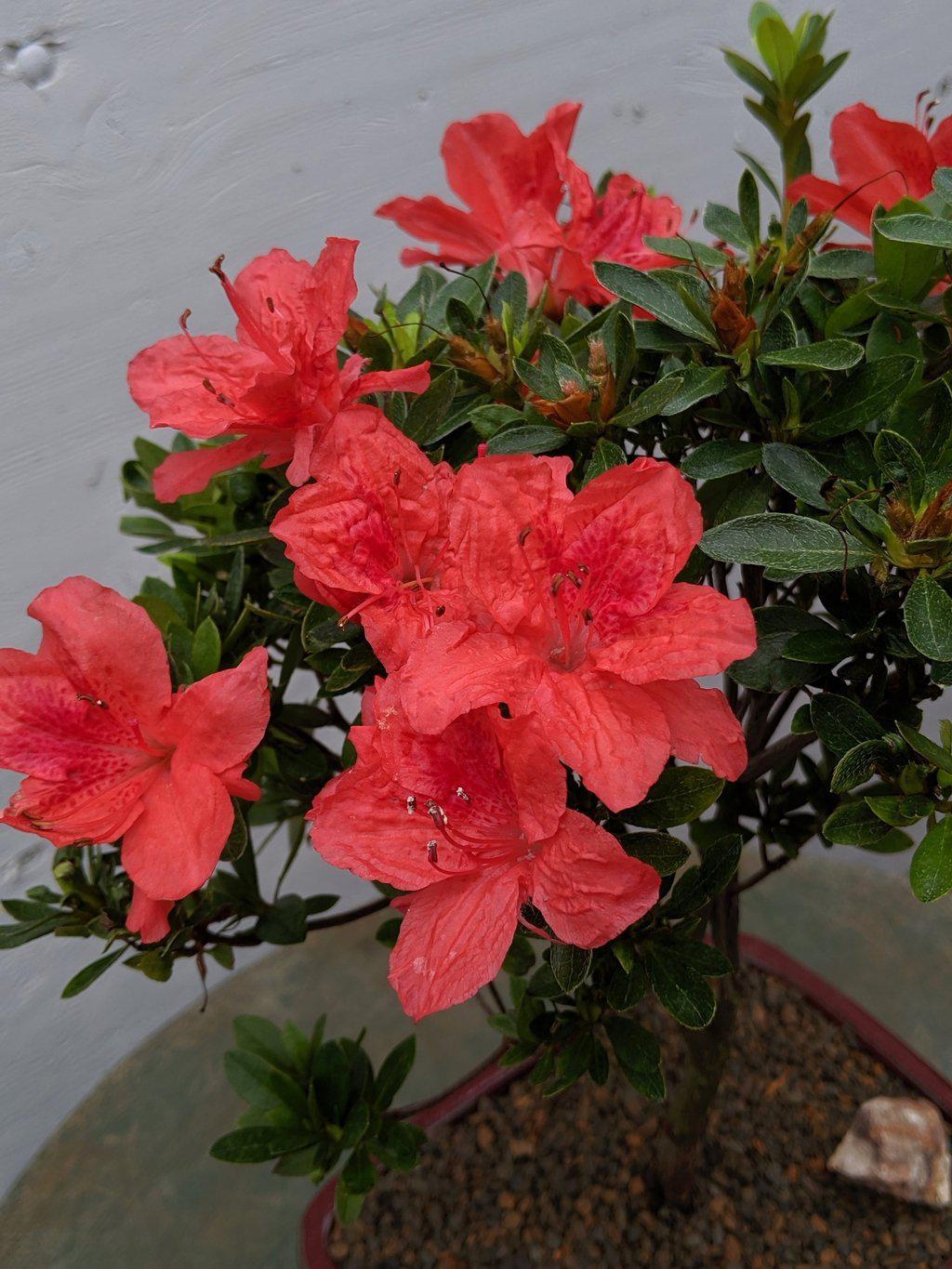 Duc De Rohan Azalea Bonsai Tree Flower