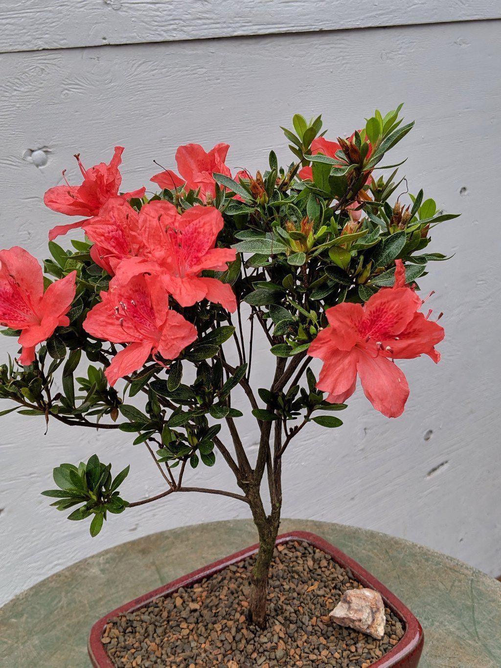 Duc De Rohan Azalea Bonsai Tree Canopy