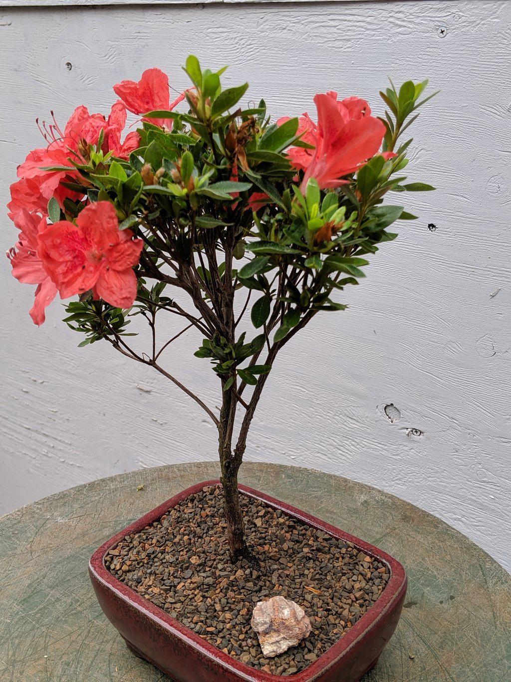 Duc De Rohan Azalea Bonsai Tree Leaves
