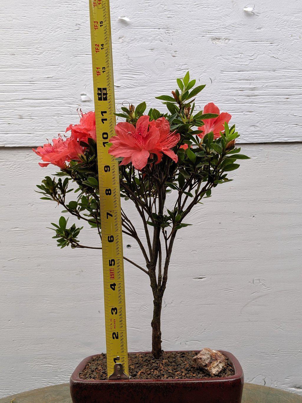 Duc De Rohan Azalea Bonsai Tree Size