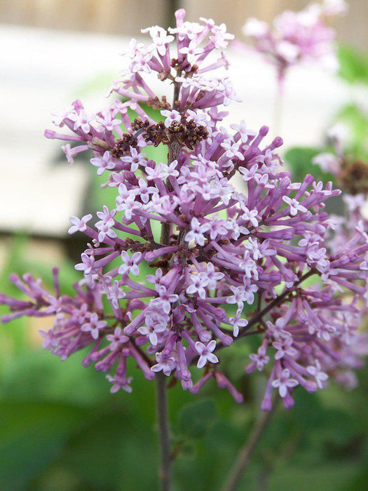 Dwarf Korean Lilac Flowers