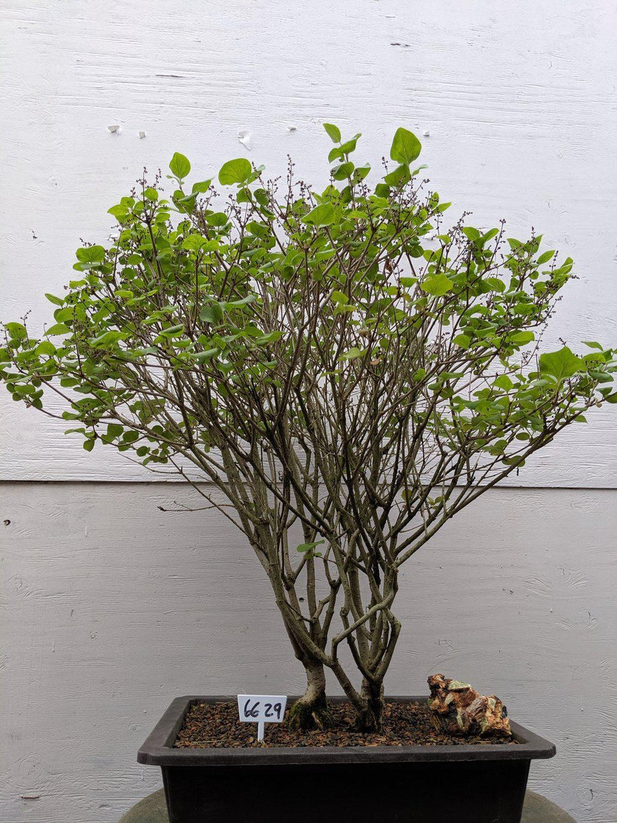korean lilac bonsai tree 27 year old Dwarf Korean Lilac Specimen Bonsai Tree