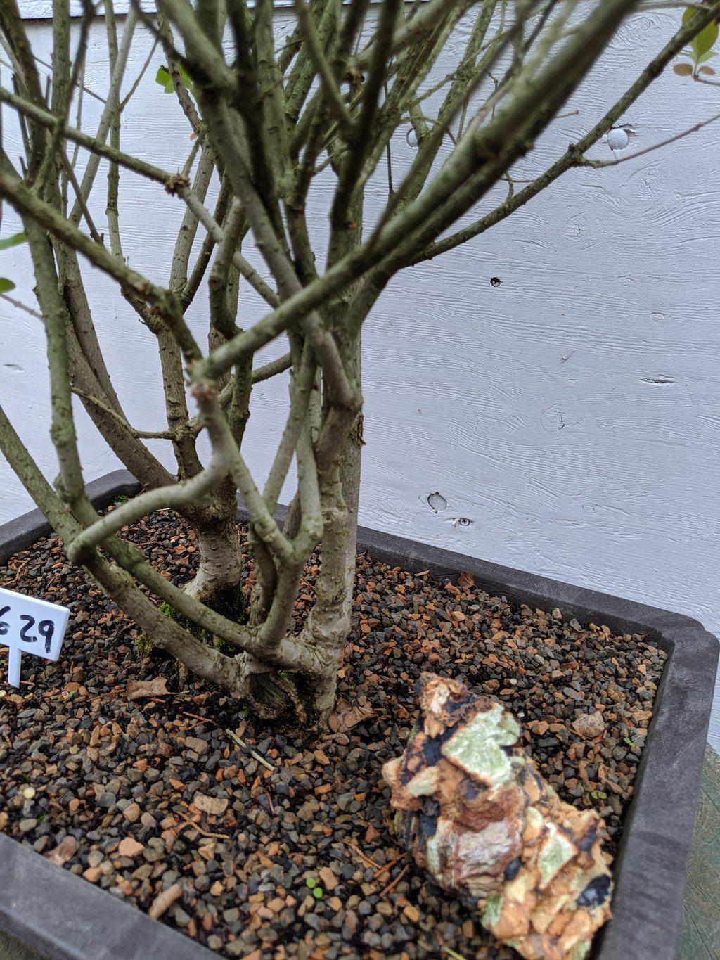 27 year old Dwarf Korean Lilac Specimen Bonsai Tree