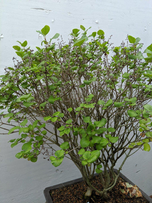 Dwarf Korean Lilac Specimen Bonsai Tree Profile