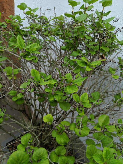 Dwarf Korean Lilac Specimen Bonsai Tree Foliage