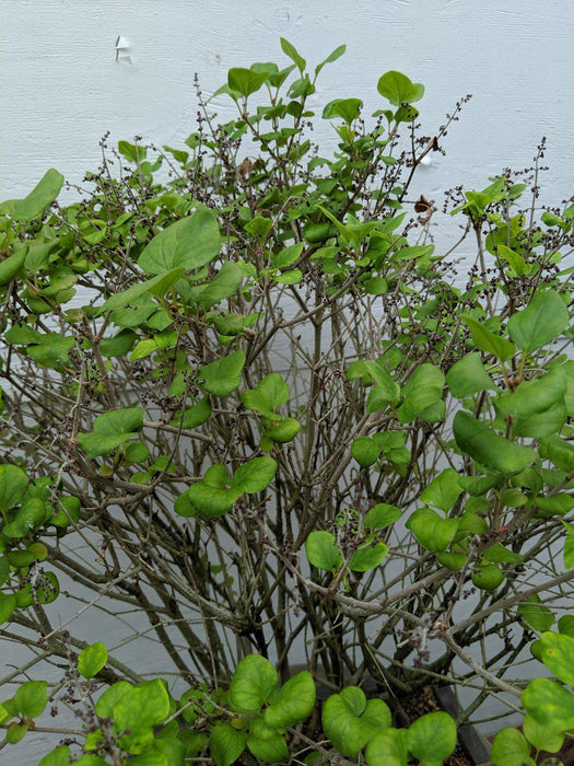 Dwarf Korean Lilac Specimen Bonsai Tree Canopy