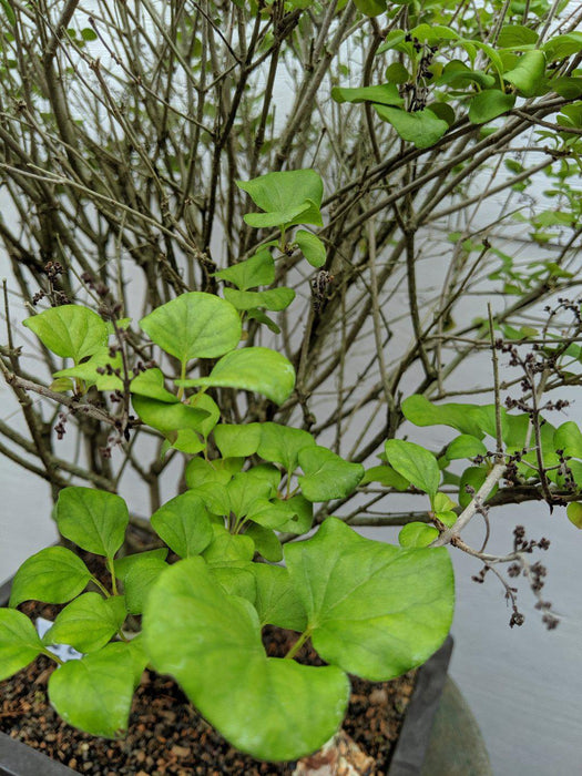 Dwarf Korean Lilac Specimen Bonsai Tree Leaves