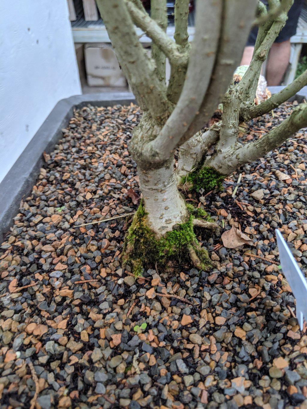 Dwarf Korean Lilac Specimen Bonsai Tree Trunk